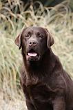 LABRADOR 738